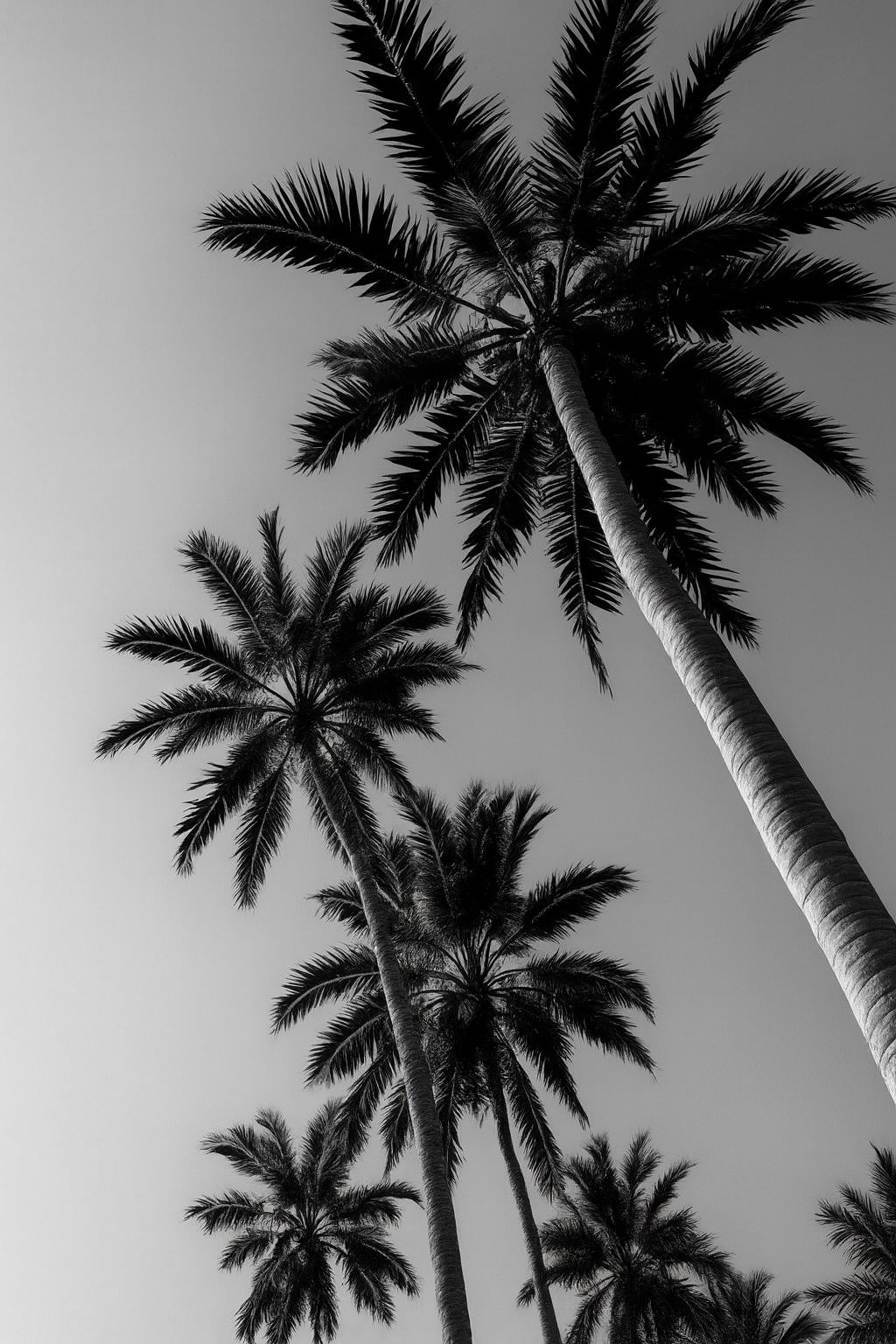 Black & White