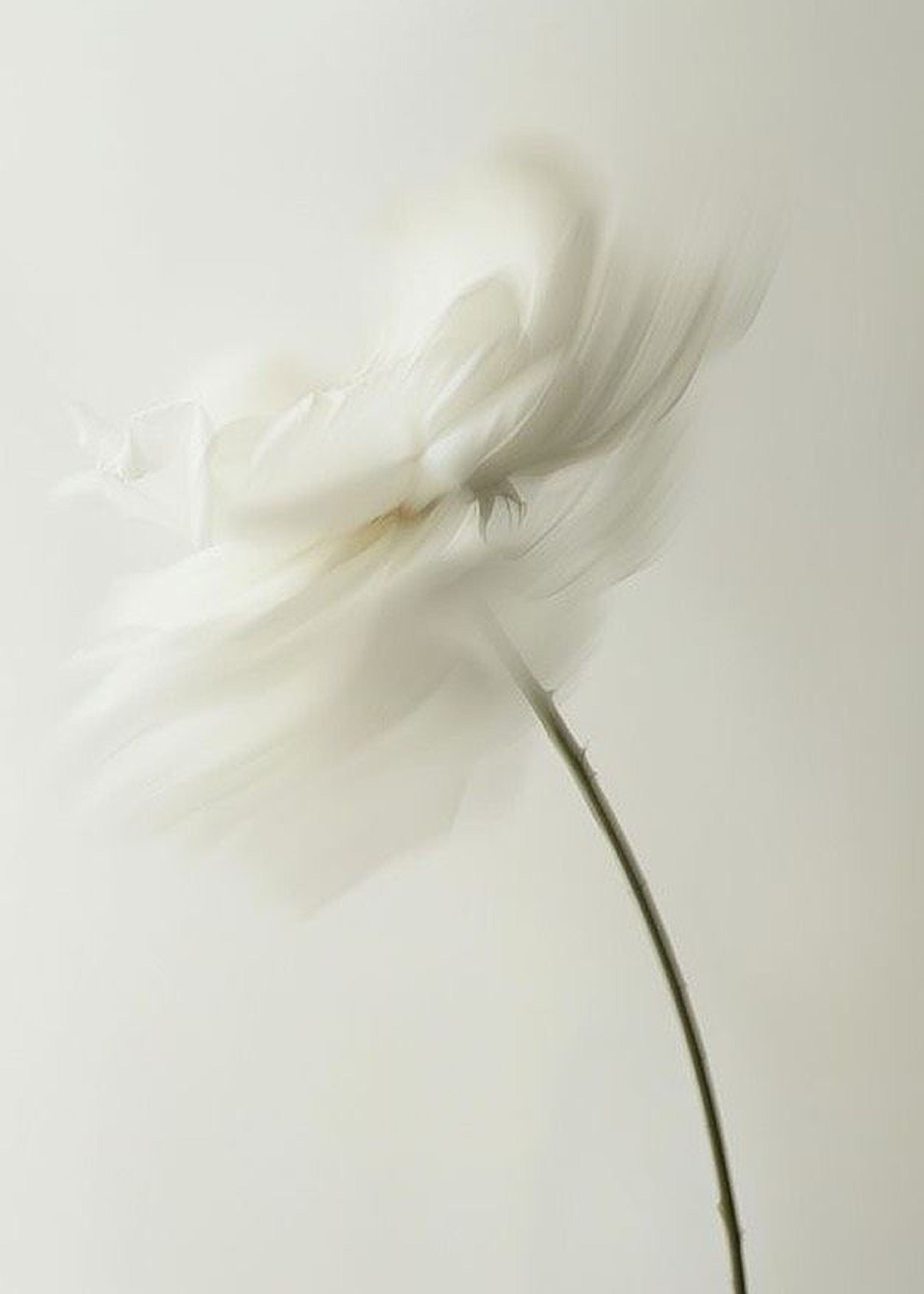 Soft Drama